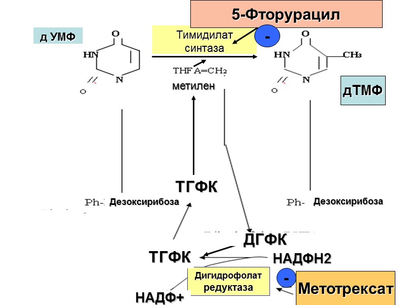 д УМФ Тимидилат  синтаза метилен Глицин Серин ТГФК Дезоксирибоза Дезоксирибоза Дигидрофолат редуктаза 5-Фторурацил
